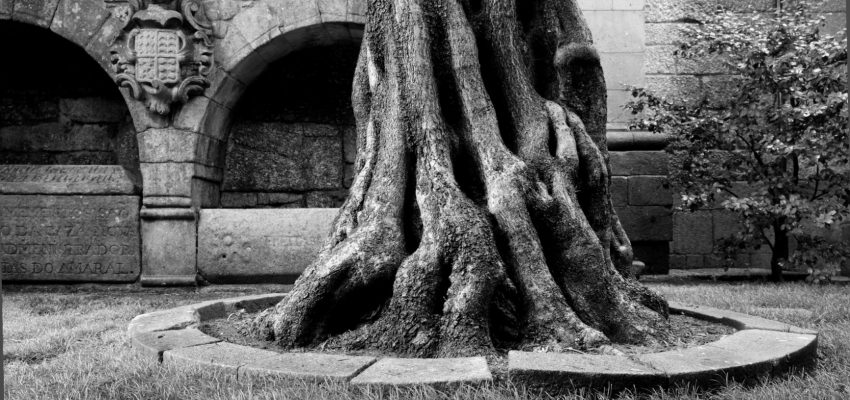 Imagem a preto e branco da base do tronco da oliveira do claustro.